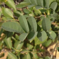 Indigofera tinctoria L.